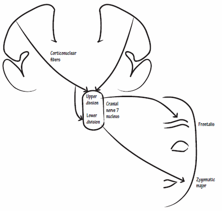 Facial Nerve Anatomy | Epomedicine