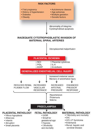etiology and pathophysiology of arterial hypertension