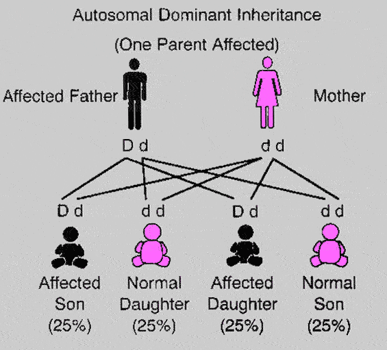 what does autosomal dominant mean in genetics