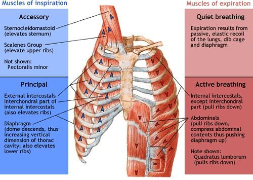 Respiratory Examination Relevant Anatomy And Physiology Epomedicine