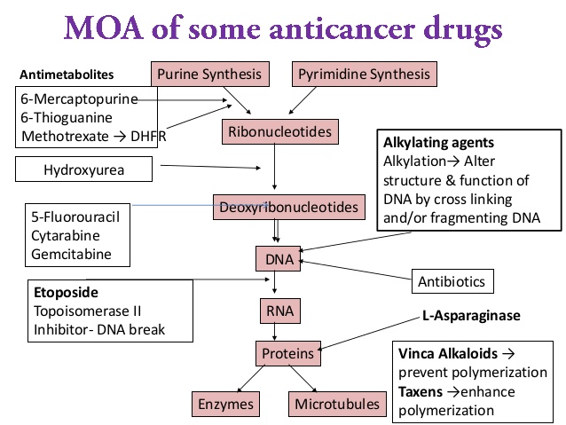 Principles Of Chemotherapy Epomedicine