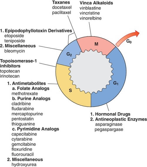 Clinically Relevant Cell Cycle Epomedicine