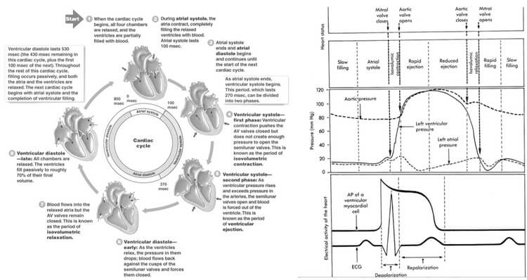 Cardiac Cycle - Summary and Wigger's Diagram | Epomedicine