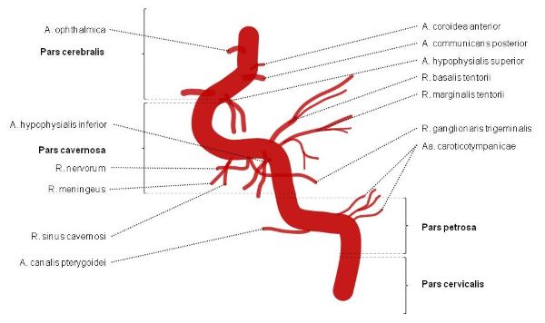 Internal Carotid Artery Segments And Branches Epomedicine 9299