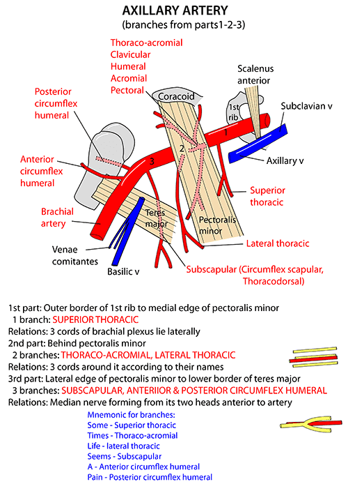 Axillary Artery Mnemonics Epomedicine