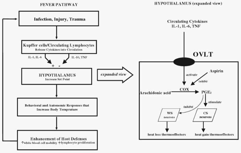 Fever Definition Mechanism And Types Epomedicine