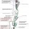 Limbic System Simplified Epomedicine