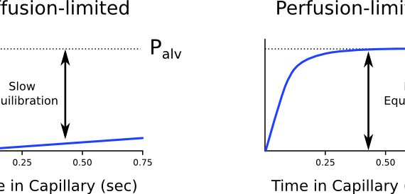 Is Co2 Perfusion Or Diffusion Limited