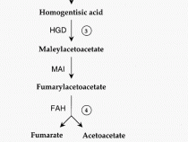 Tyrosinemia Enzymes : Mnemonic