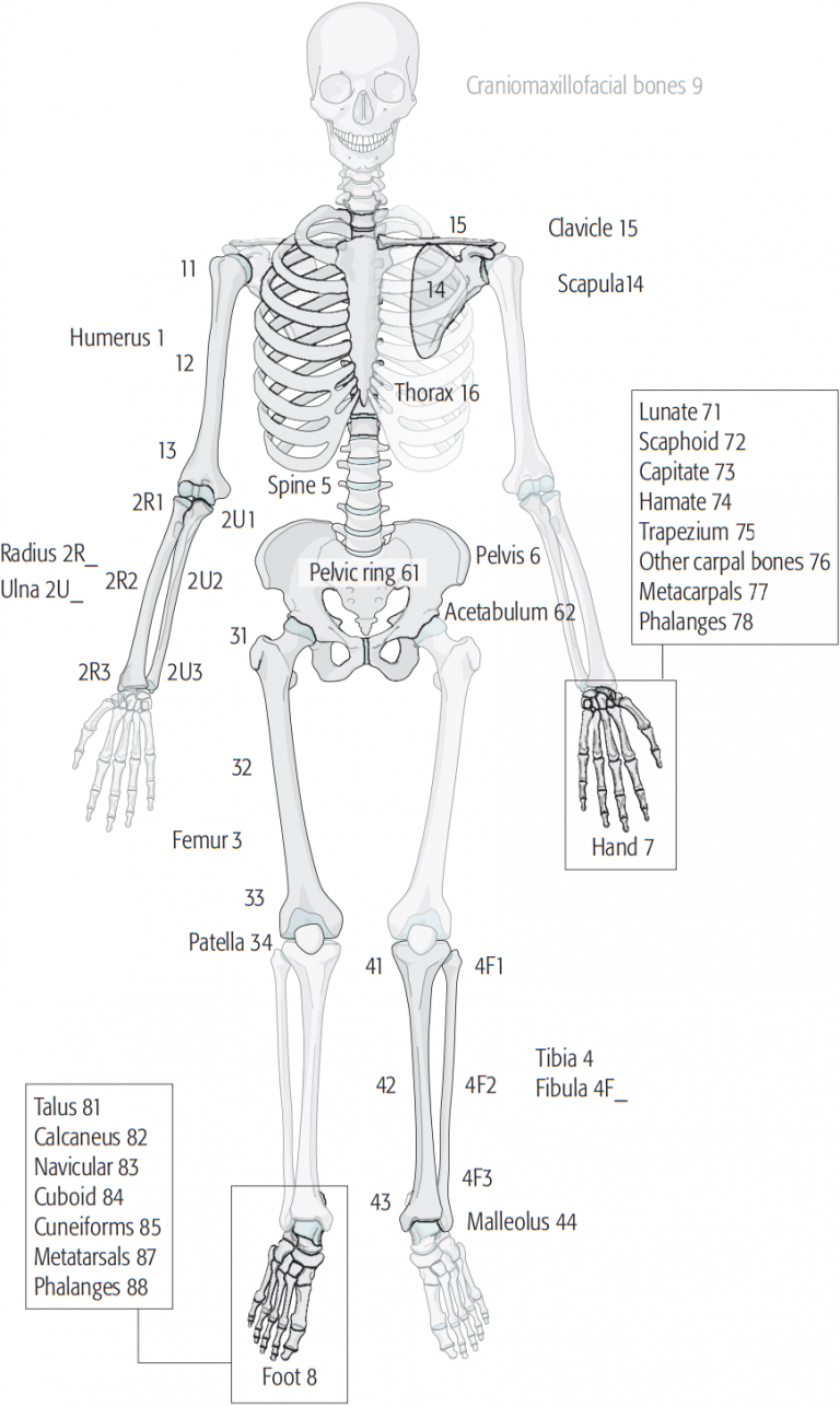 Ao Fracture Classification Made Easy Epomedicine