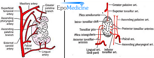 Tonsils: Anatomy, Definition & Function