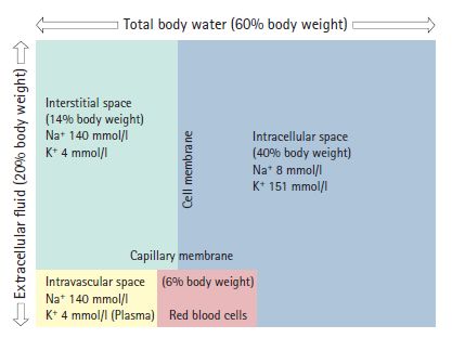 What does it mean to be intravascularly dry but extravascularly