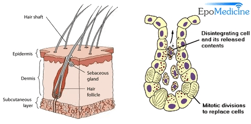 sebaceous oil glands