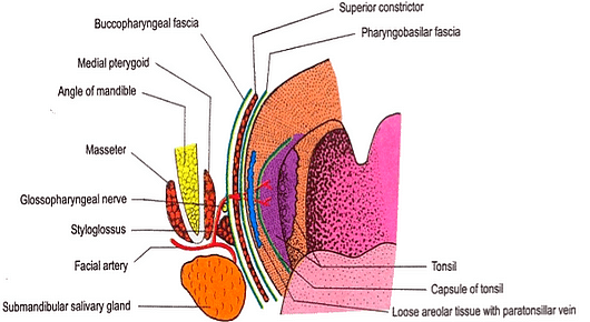 The Inguinal Canal - Boundaries - Contents - TeachMeAnatomy