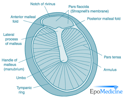 normal tympanic membrane labeled