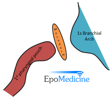 Anatomia aplicată a membranei timpaniceAnatomia aplicată a membranei timpanice  