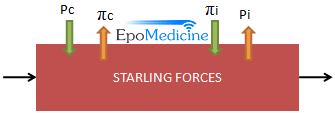 Starling forces edema