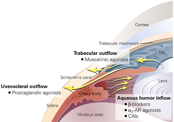 Glaucoma Basics - Aqueous humor dynamics and Intraocular pressure ...