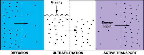 Glaucoma Basics - Aqueous humor dynamics and Intraocular pressure ...