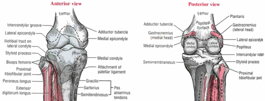 Anatomy of left knee joint and attachments of deep medial collateral