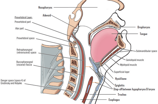 Plain lateral film of the neck showing soft tissue swelling and gas