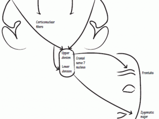 Facial nerve corticonuclear tract