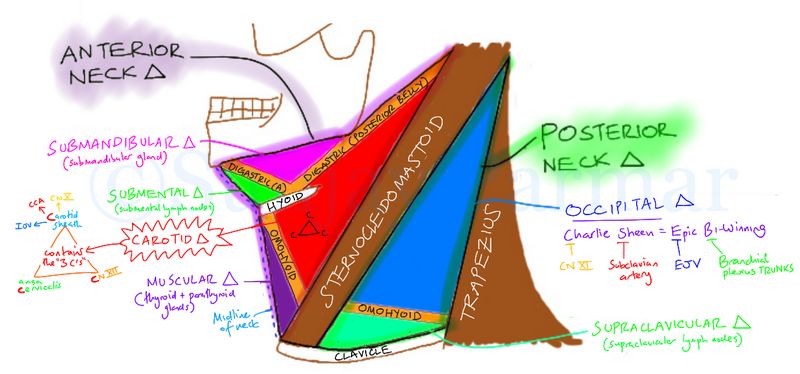 neck mass differential