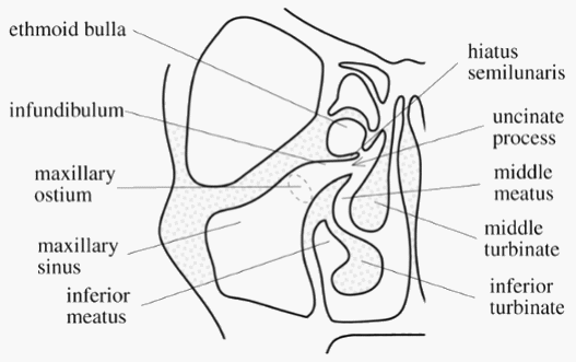 Anatomy of Ostiomeatal complex | Epomedicine