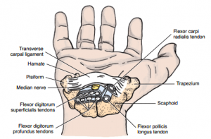 Carpal Tunnel Anatomy | Epomedicine