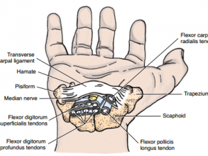 Carpal Tunnel Anatomy | Epomedicine