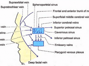 cavernous sinus tributaries communications