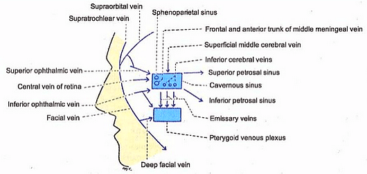 cavernous sinus tributaries communications