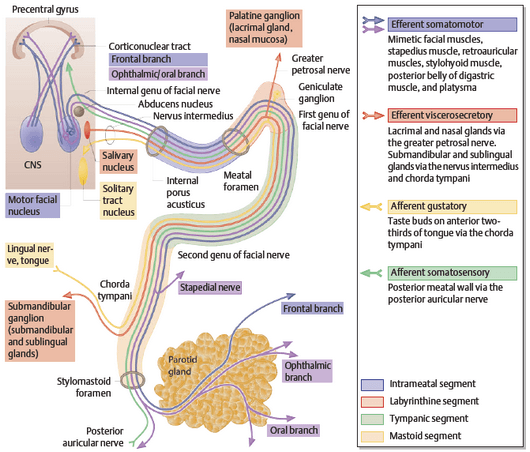 Facial Nerve Anatomy | Epomedicine