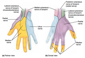 Carpal Tunnel Anatomy | Epomedicine