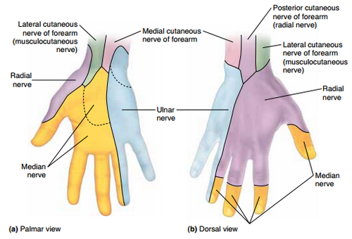 Carpal Tunnel Anatomy Epomedicine