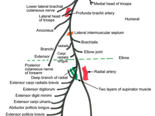 radial nerve course branches