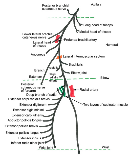 radial nerve anatomy