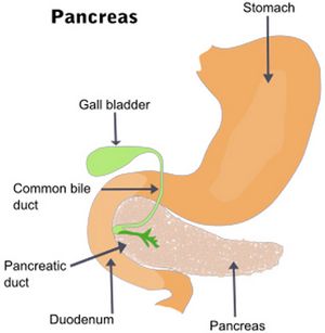 Pancreas anatomy