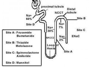 diuretics mechanism
