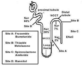 diuretics mechanism