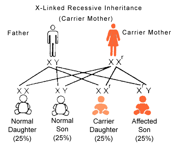 X Linked Recessive Inheritance Pattern Slideshare 8587