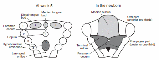 Tongue development