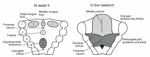 branchial apparatus