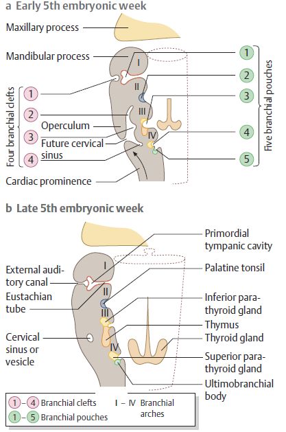 branchial apparatus embryology