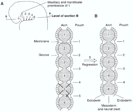 branchial pouch derivatives