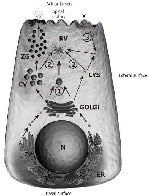 colocalization theory acute pancreatitis