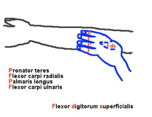 superficial flexors mnemonic