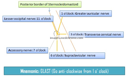 Superficial Cervical Plexus Block Mnemonic Epomedicine