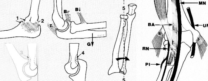 elbow joint anatomy