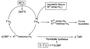 antimetabolite moa